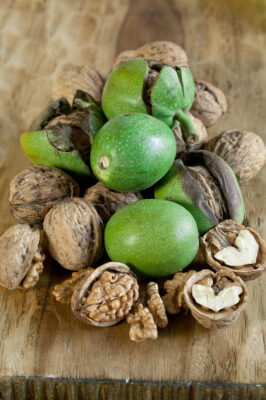 Ořešák vlašský 'Apollo'