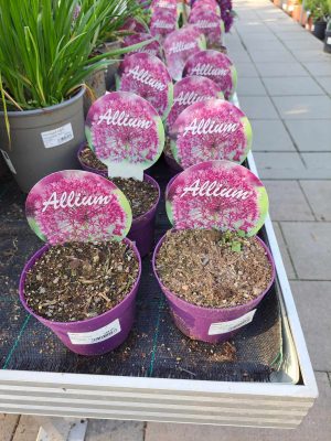 Allium ´Star of Beauty´, okrasný česnek, P12