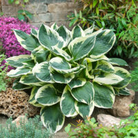 Hosta hybride 'Minuteman'