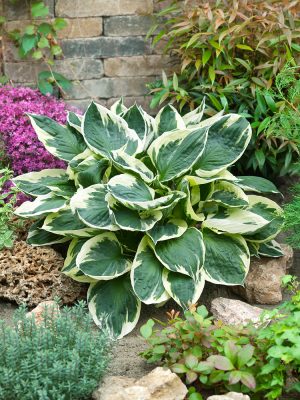 Hosta hybride 'Minuteman'
