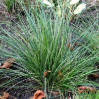 Carex sabynensis 'Thinny Thin'