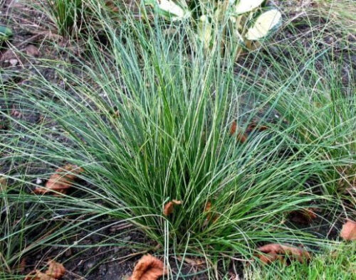 Carex sabynensis 'Thinny Thin' - Obrázek 1