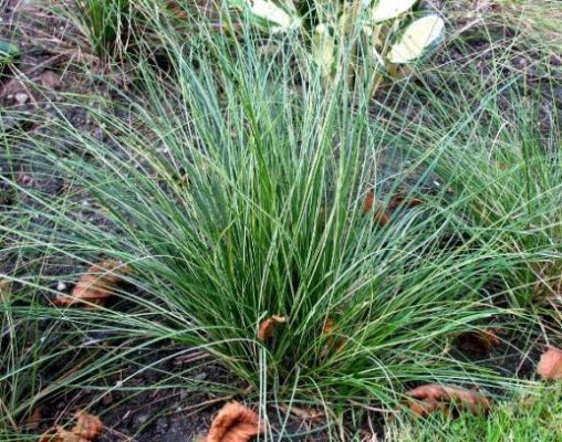 Carex sabynensis 'Thinny Thin'