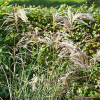 Miscanthus sinensis 'Kaskade'