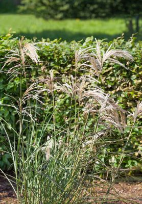 Miscanthus sinensis 'Kaskade'