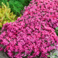 Phlox subulata 'Mc Daniel´s Cushion'