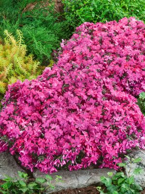Phlox subulata 'Mc Daniel´s Cushion'