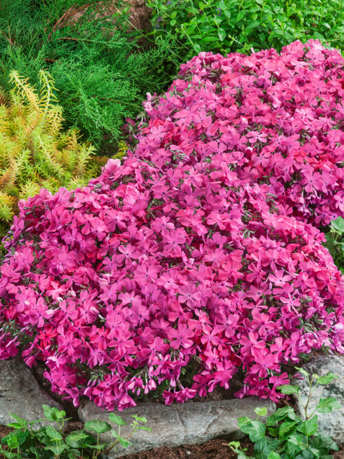 Phlox subulata 'Mc Daniel´s Cushion' - Obrázek 1