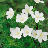 Geranium sanguineum 'Album'