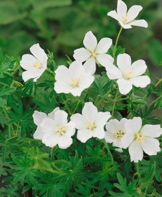 Geranium sanguineum 'Album'