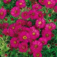 Aster novae-angliae 'Alma Pötschke'