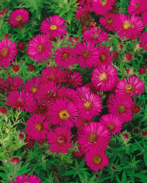 Aster novae-angliae 'Alma Pötschke' - Obrázek 1
