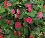 Jahodník 'PINKANA'-stáleplodící P10