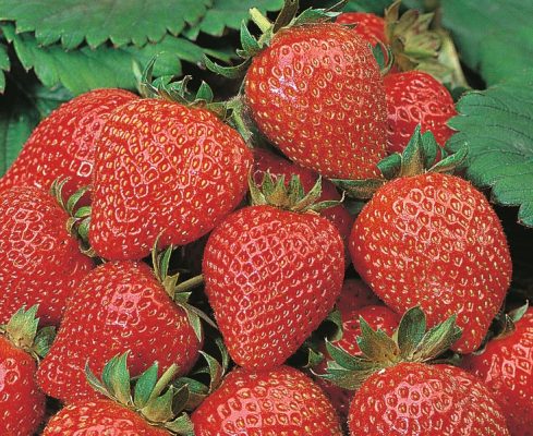 Jahodník 'LUZIA'-stáleplodící P10