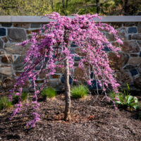 Cercis canadensis var. texensis 'Traveller'®