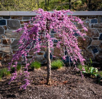Cercis canadensis var. texensis 'Traveller'®