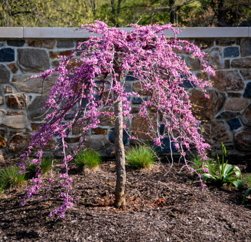 Cercis canadensis var. texensis 'Traveller'® - Obrázek 1