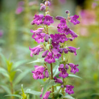 Penstemon campanulatus