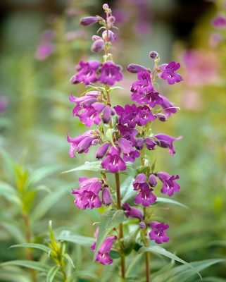 Penstemon campanulatus