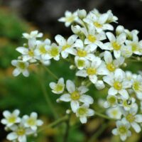 Saxifraga kolenatiana 'Ota'