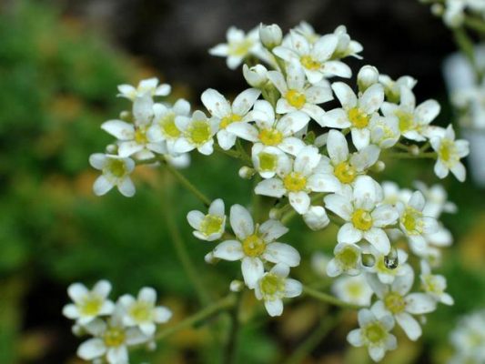 Saxifraga kolenatiana 'Ota'