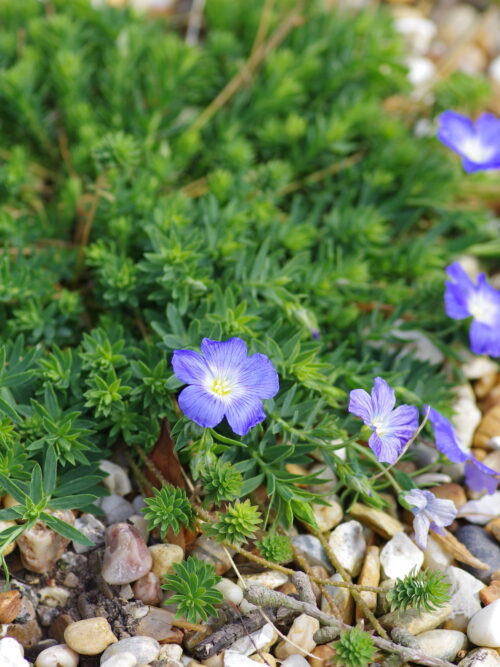 Linum perenne subsp. alpinum - Obrázek 1