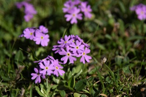 Primula halleri - Obrázek 1