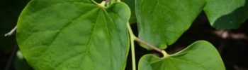 Cercis canadensis var. texensis 'Traveller'® - Obrázek 2