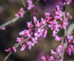 Cercis canadensis var. texensis 'Traveller'® - Obrázek 3