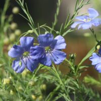 Linum perenne