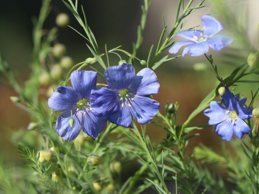Linum perenne