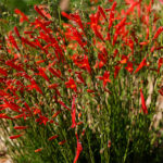 Penstemon pinifolius