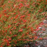 Penstemon pinifolius - Obrázek 2