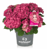 Hydrangea macr. Everbloom® 'Red Wonder'®