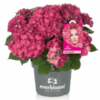 Hydrangea macr. Everbloom® 'Red Wonder'®