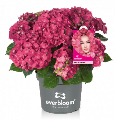 Hydrangea macr. Everbloom® 'Red Wonder'®