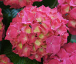 Hydrangea macr. Everbloom® 'Red Wonder'® - Obrázek 2
