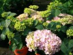 Hydrangea macr. Everbloom ® 'Pink Wonder' ® - Obrázek 2