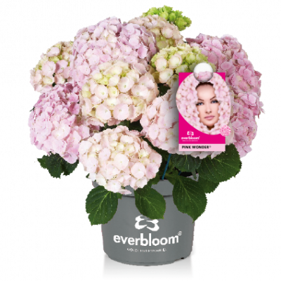 Hydrangea macr. Everbloom ® 'Pink Wonder' ®