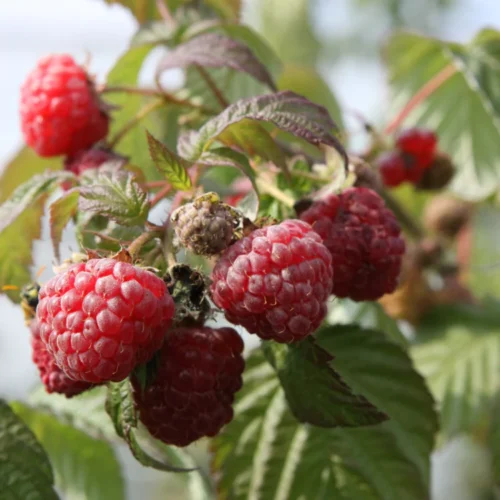 Rubus idaeus 'Boheme' - Obrázek 1