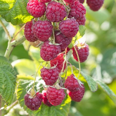 Rubus idaeus 'Himbo TOP®'