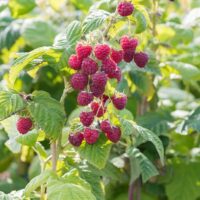Rubus idaeus 'Solu Red'