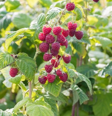 Rubus idaeus 'Solu Red'