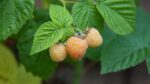 Rubus idaeus 'Solu Yellow'