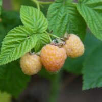 Rubus idaeus 'Solu Yellow'