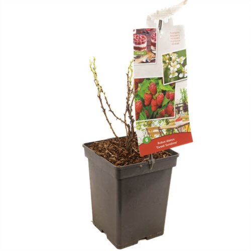 Rubus idaeus 'Sweet Sunshine®'-terasový - Obrázek 2
