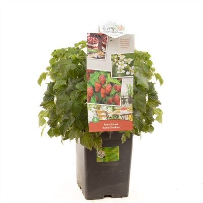 Rubus idaeus 'Sweet Sunshine®'-terasový