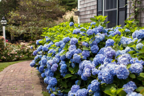 Hydrangea macr. ´Endless Summer®-'The Original® - Obrázek 2