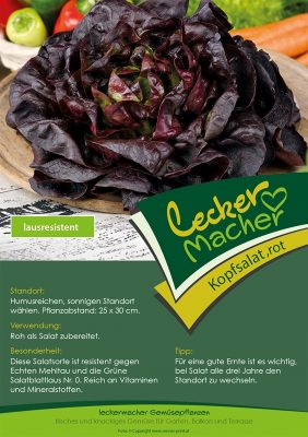 Salát hlávkový červený, resistentní – cena za ks