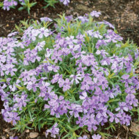 Phlox subulata 'Benita'